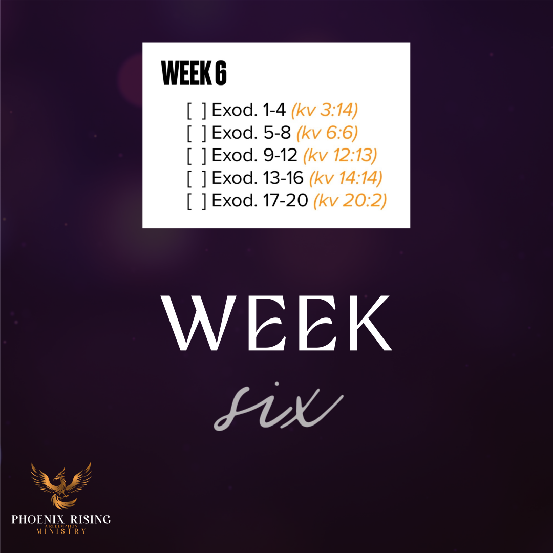 Phoenix Rising's image