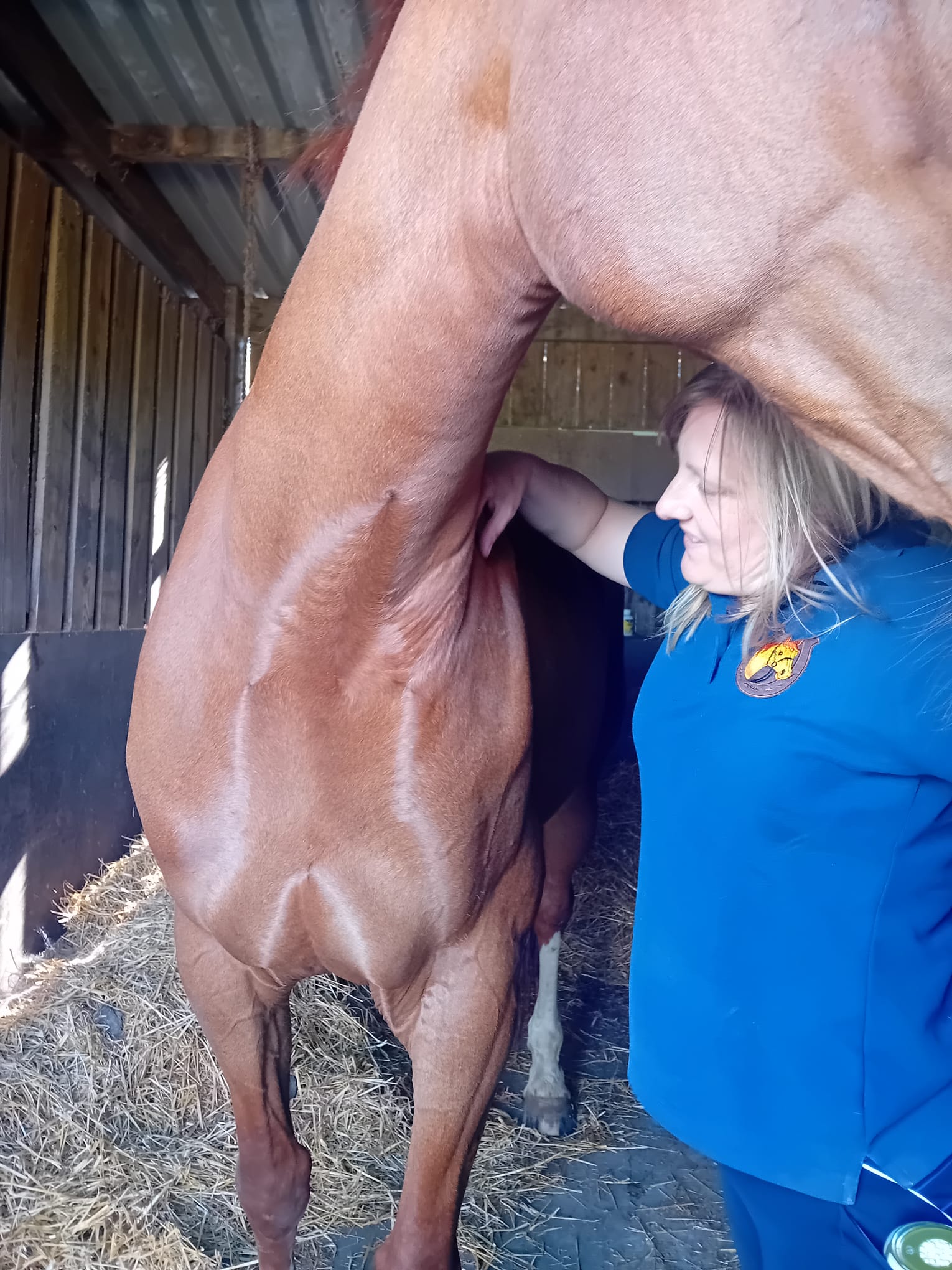 Thornset Equestrian - Equine Massage Therapist 's image