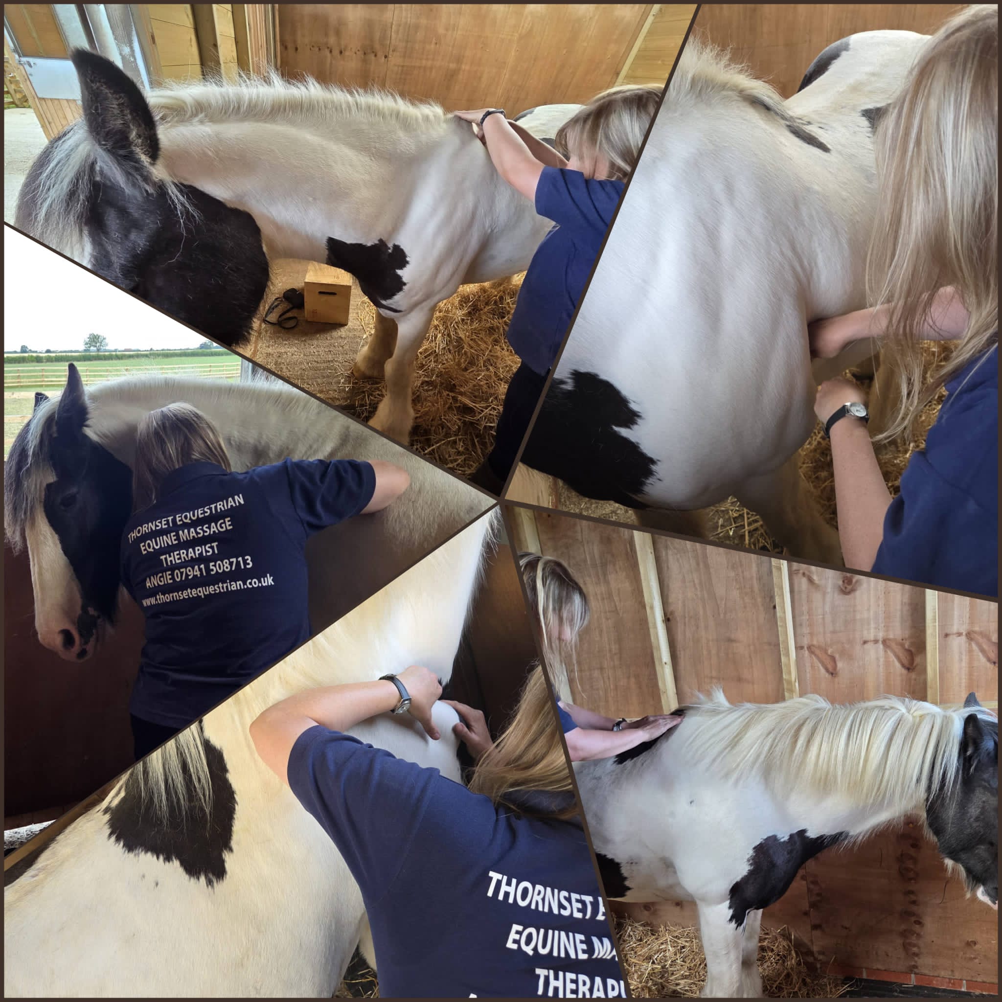 Thornset Equestrian - Equine Massage Therapist 's image