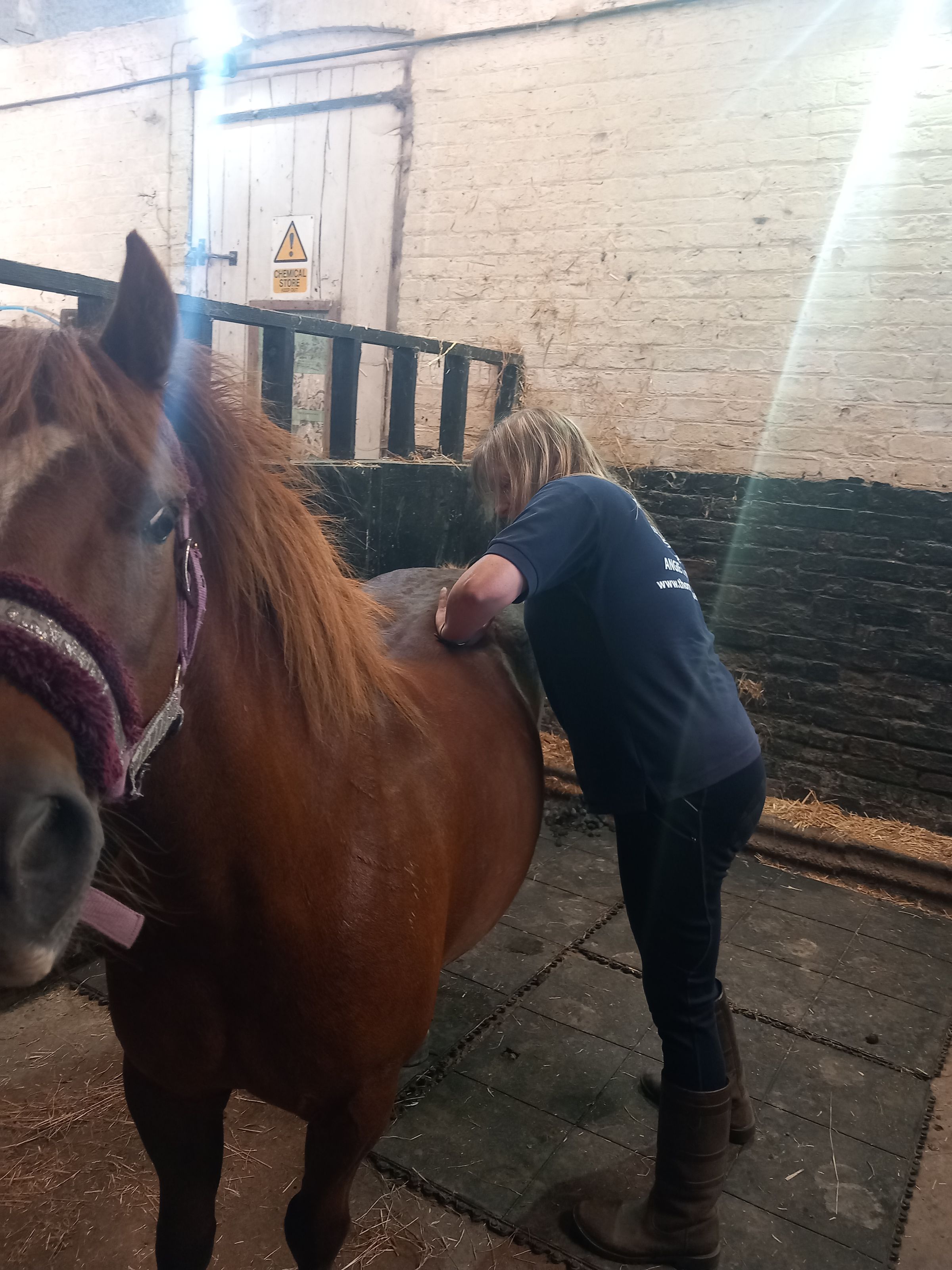 Thornset Equestrian - Equine Massage Therapist 's image