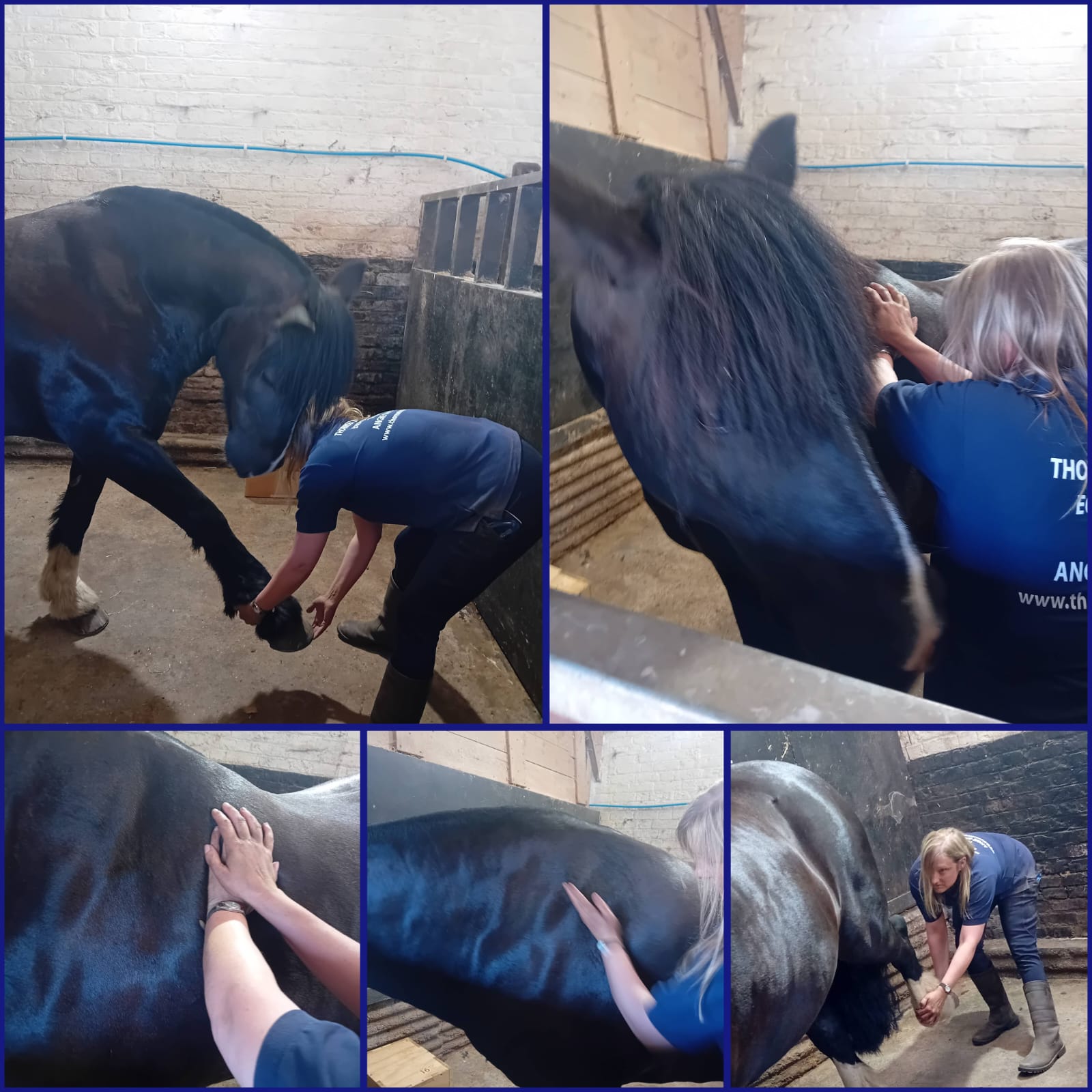 Thornset Equestrian - Equine Massage Therapist 's image