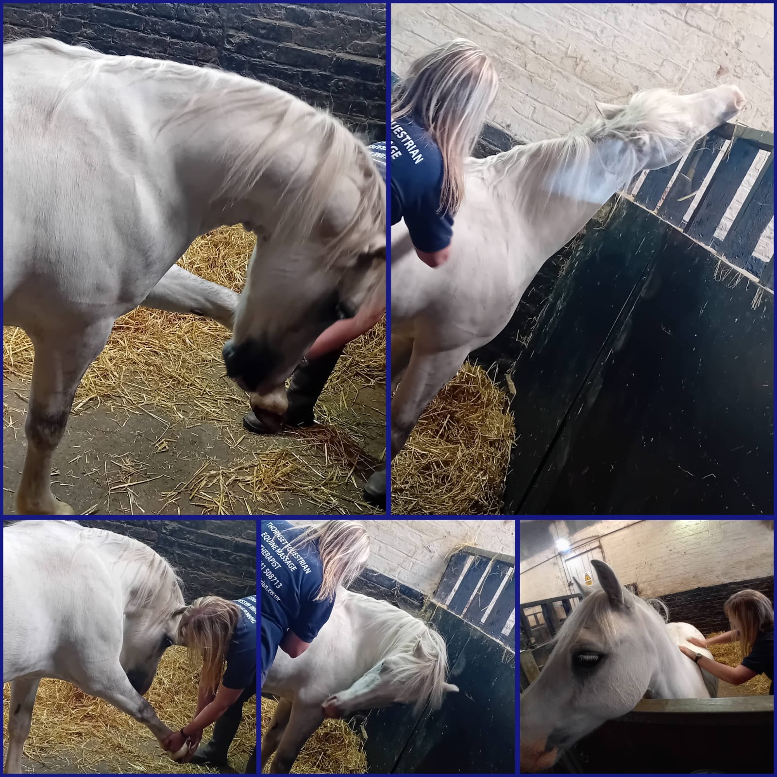 Thornset Equestrian - Equine Massage Therapist 's image
