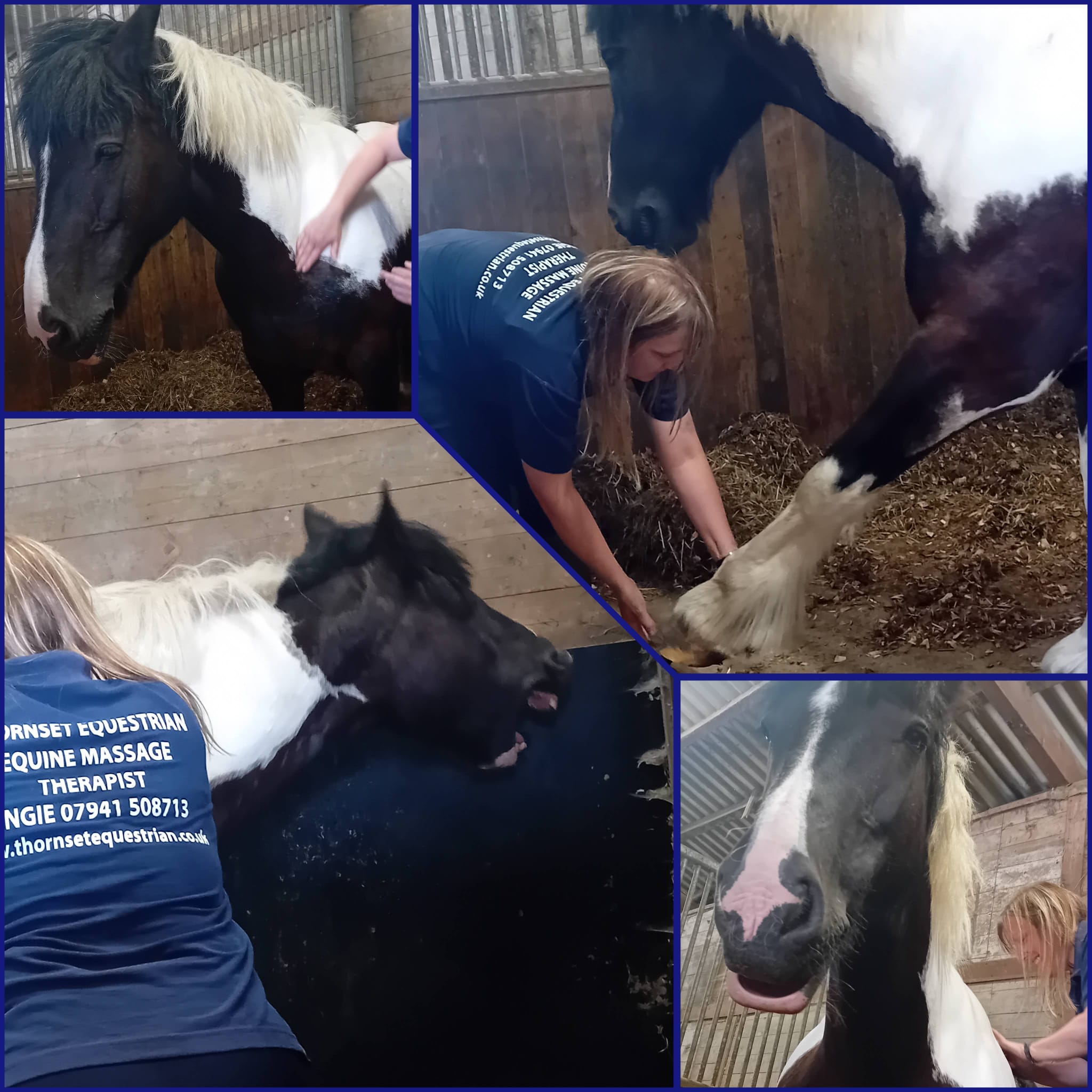 Thornset Equestrian - Equine Massage Therapist 's image