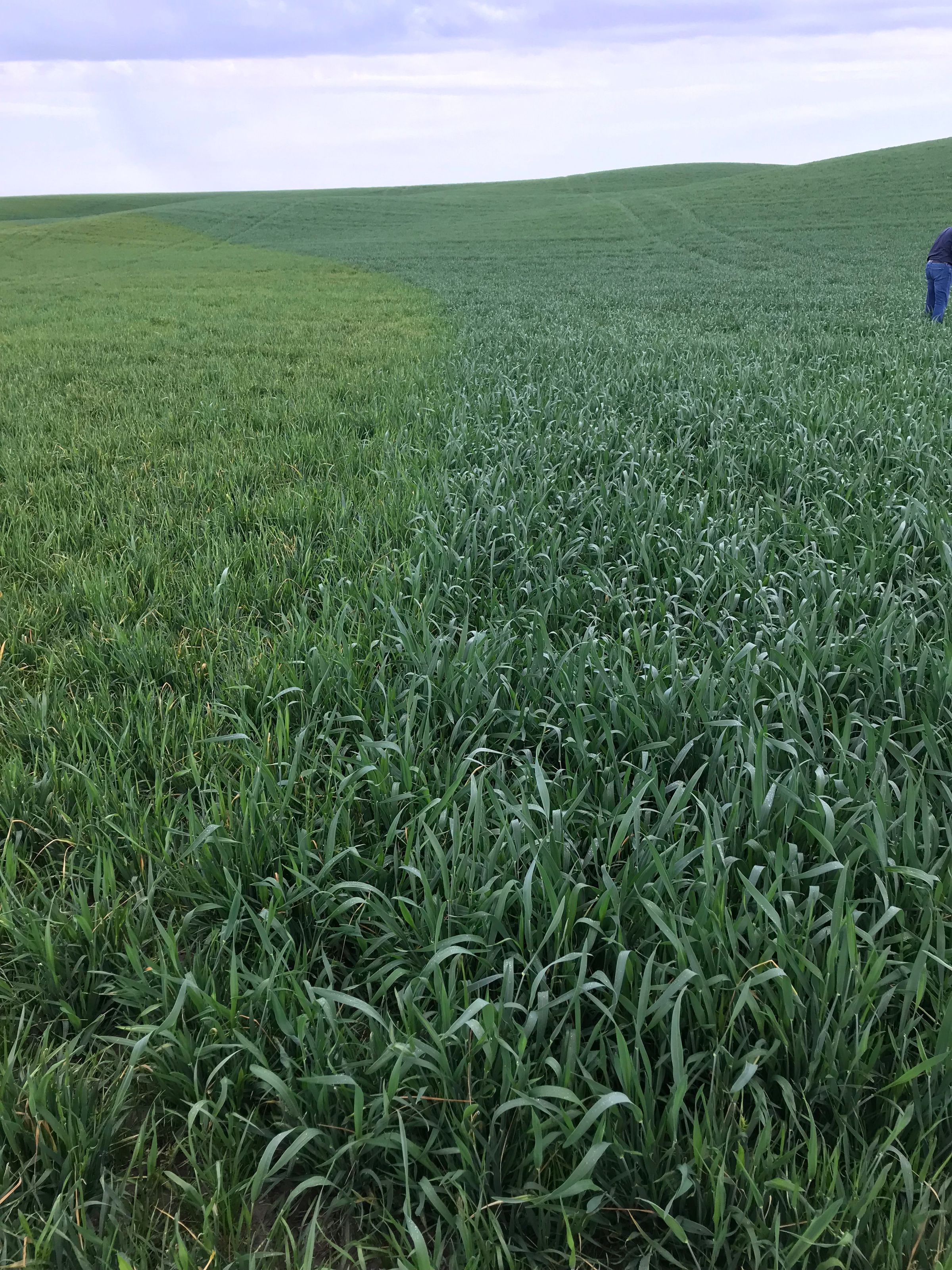 Grower standard wheat on the left, Double J wheat on the right