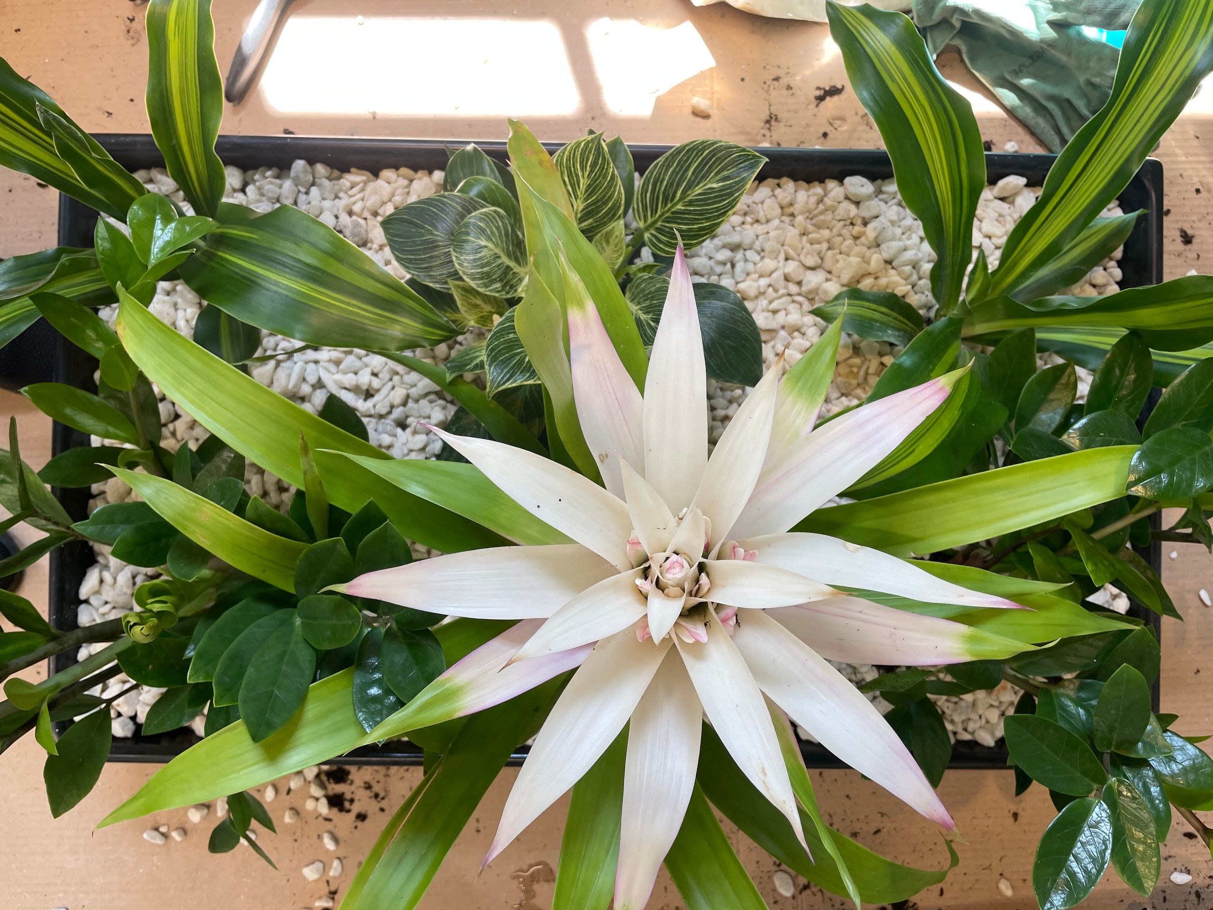 Botanica Garden Design's image
