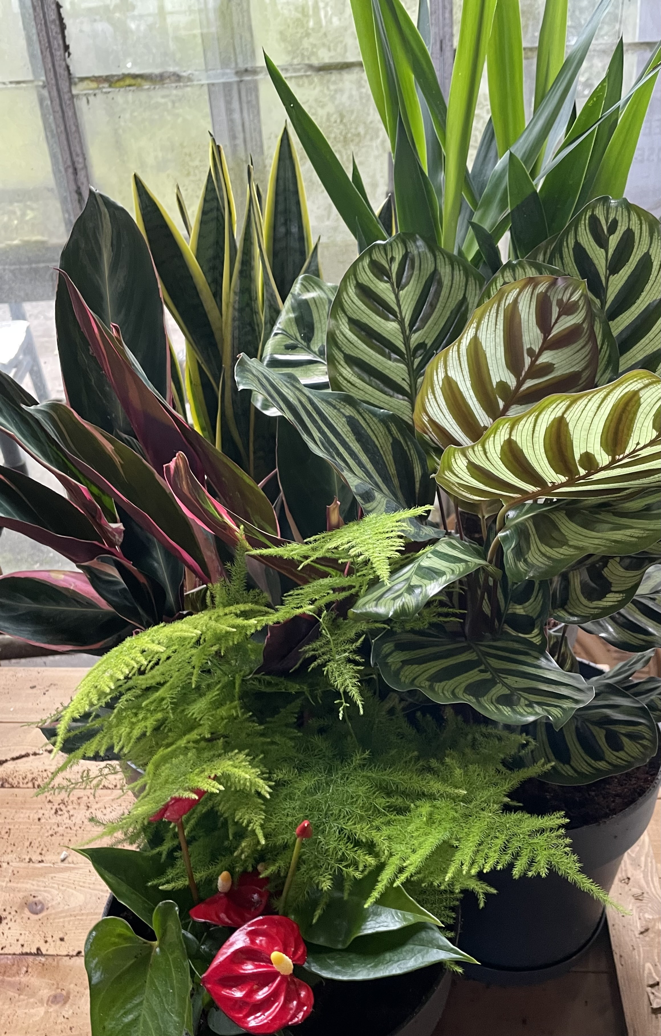 Botanica Garden Design's image