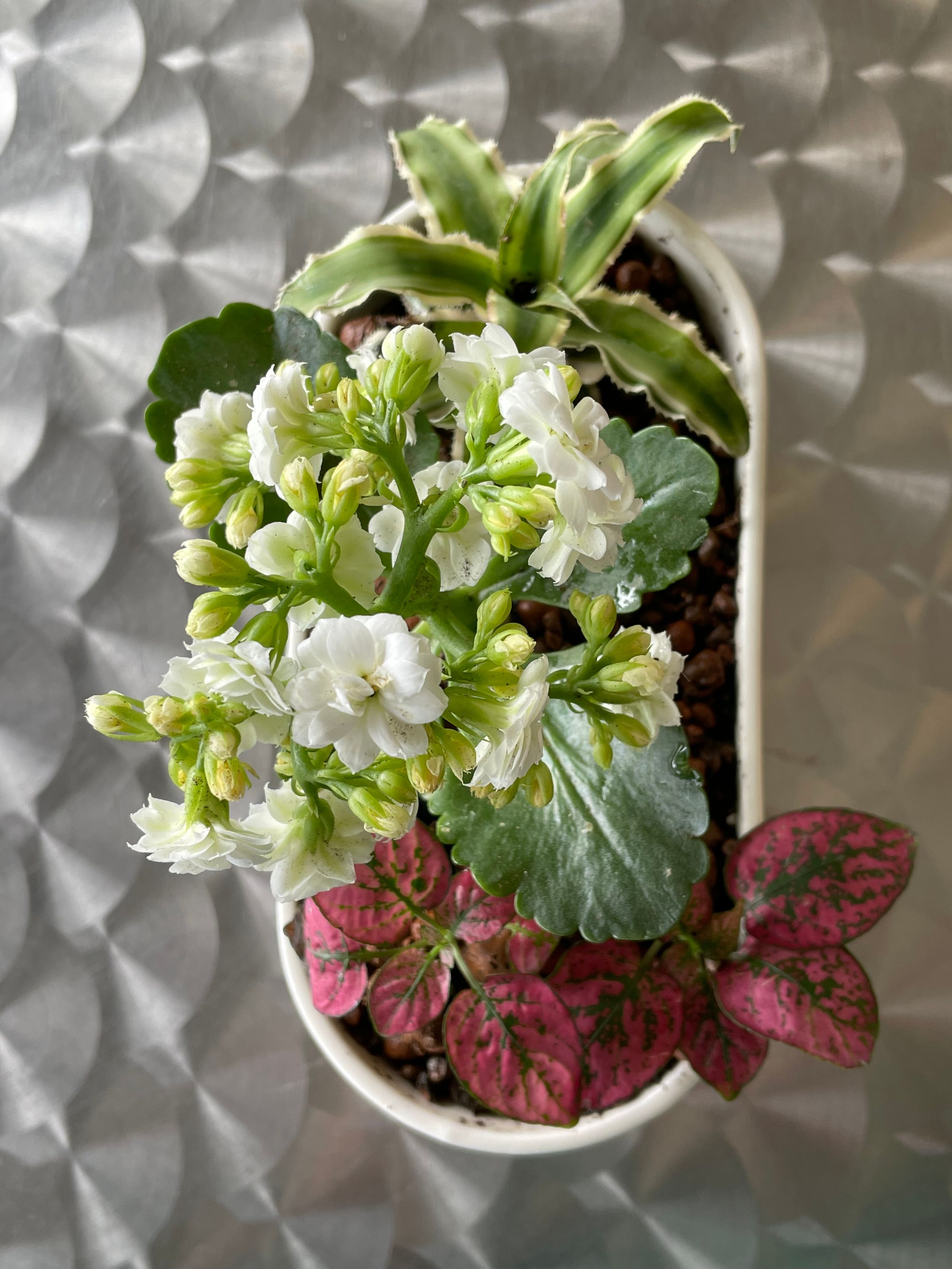 Botanica Garden Design's image