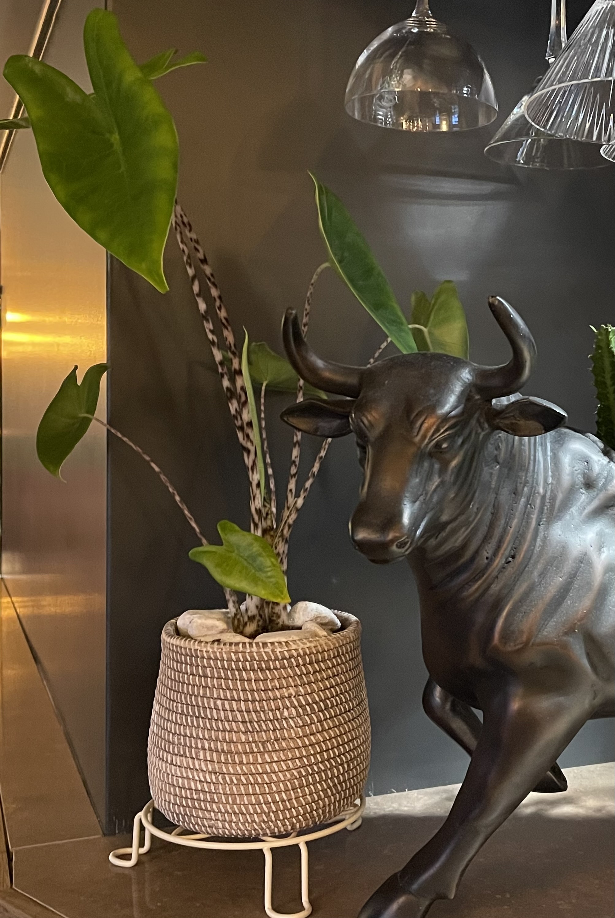 Botanica Garden Design's image