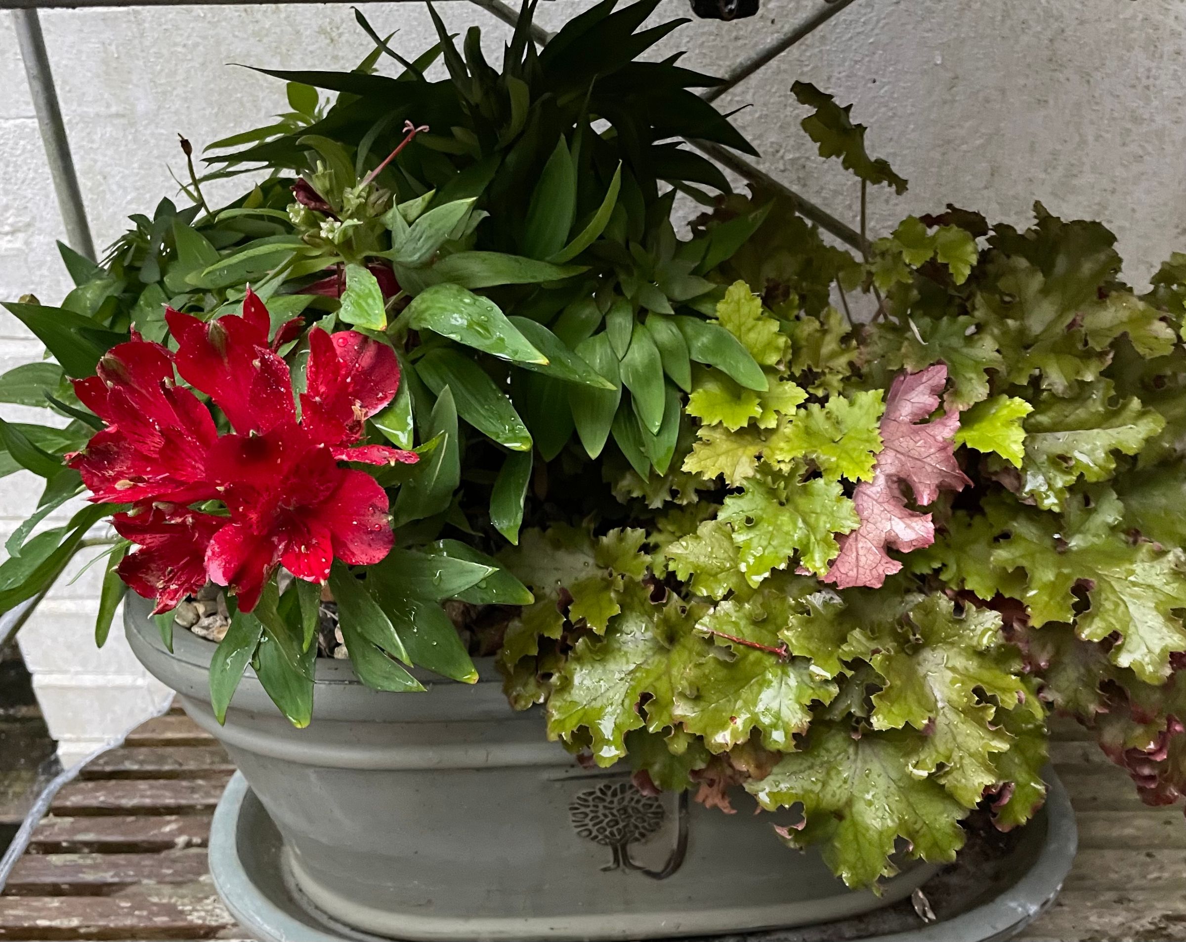 Botanica Garden Design's image