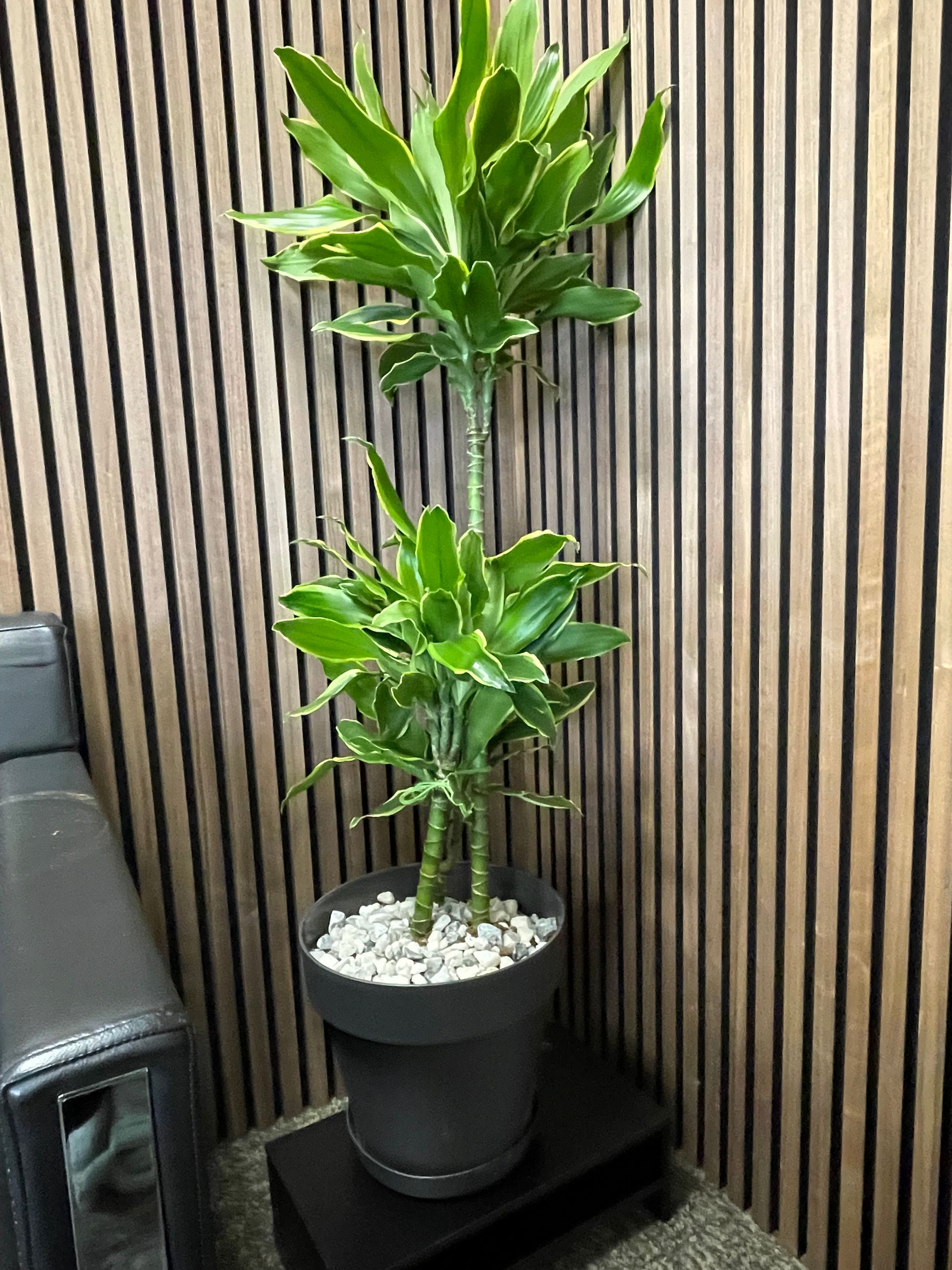 Botanica Garden Design's image