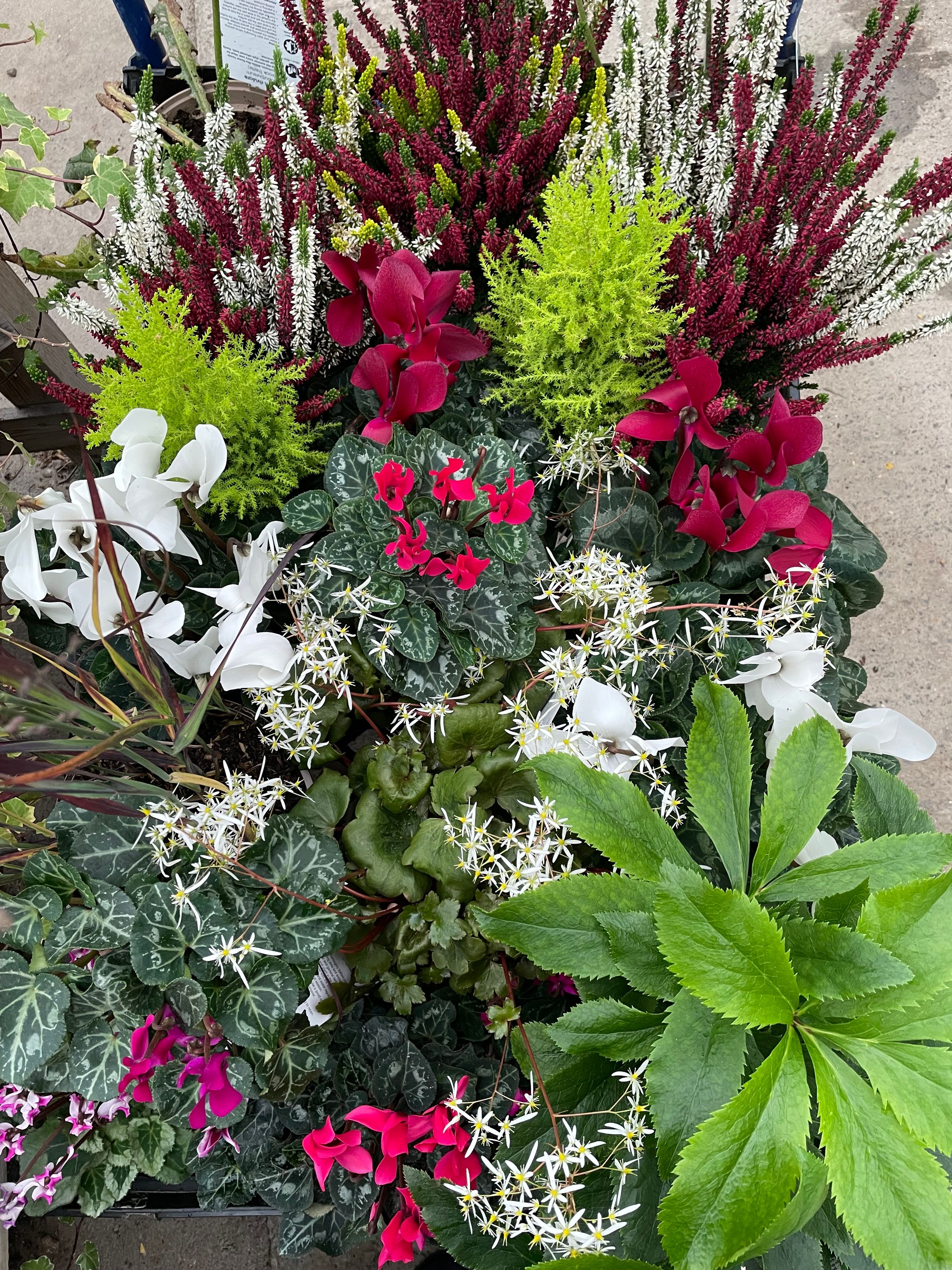 Botanica Garden Design's image