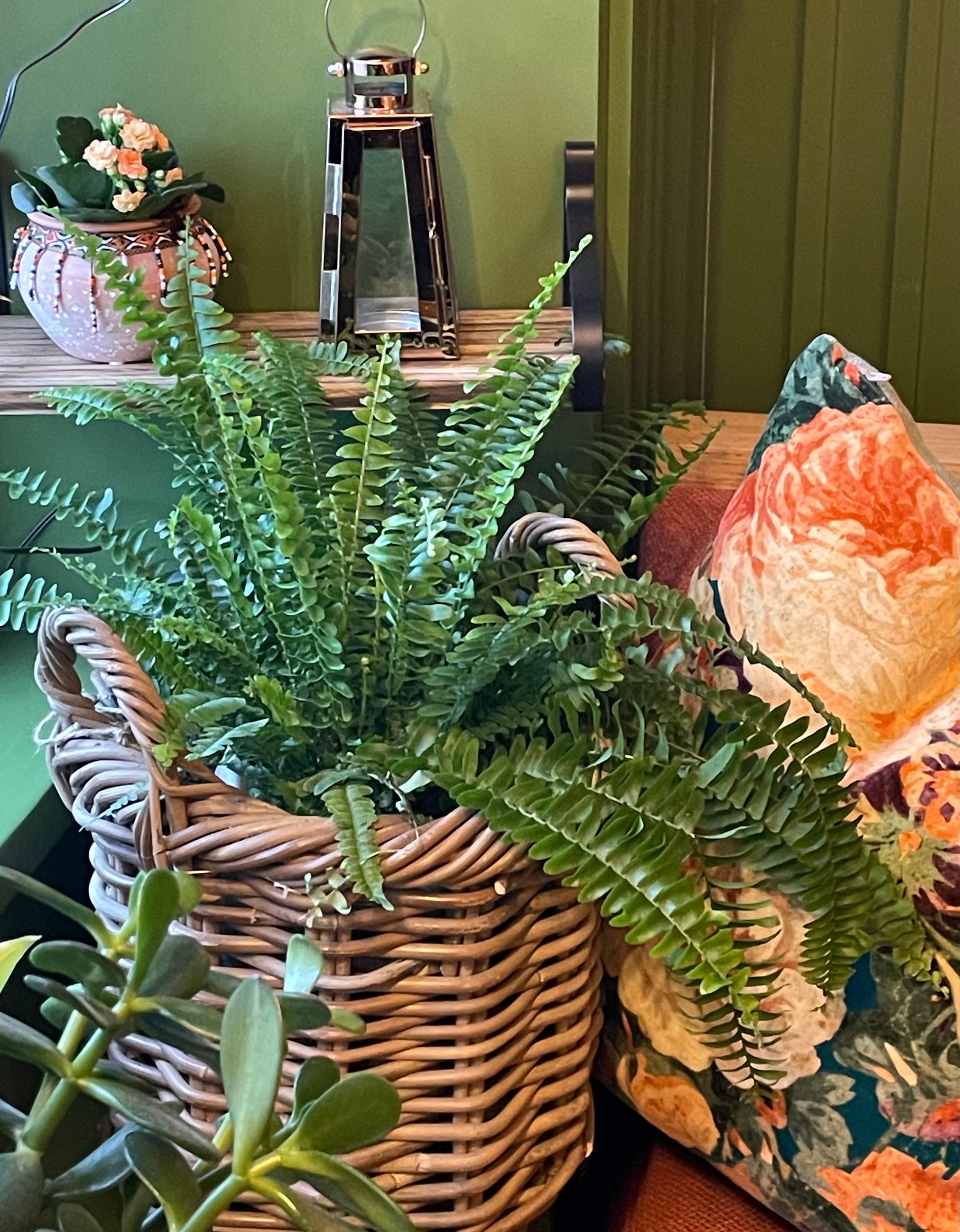 Botanica Garden Design's image