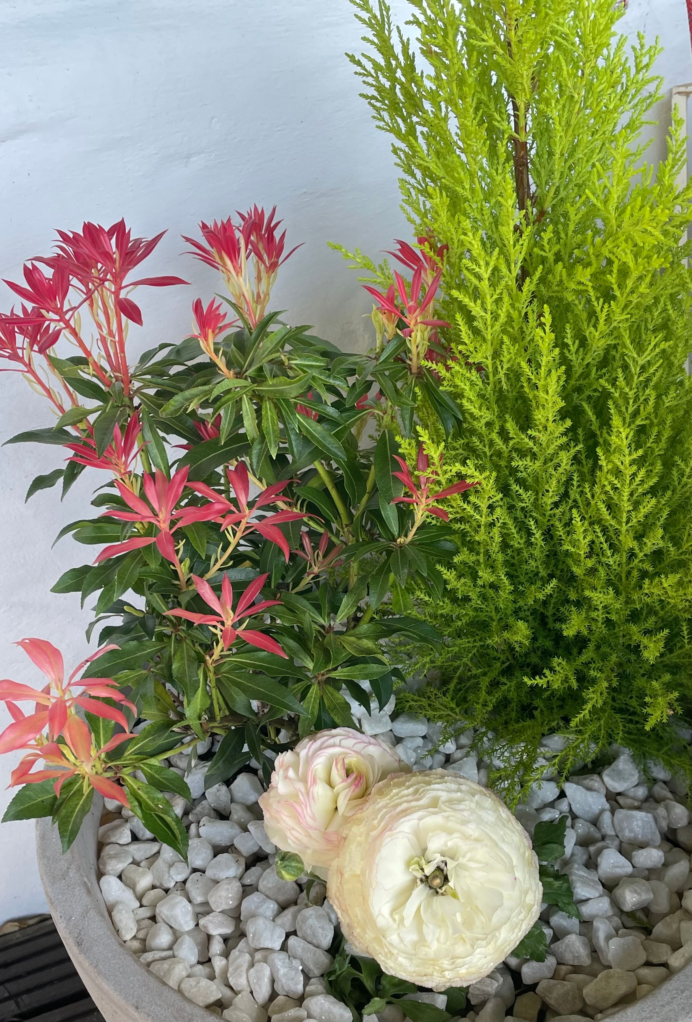 Botanica Garden Design's image