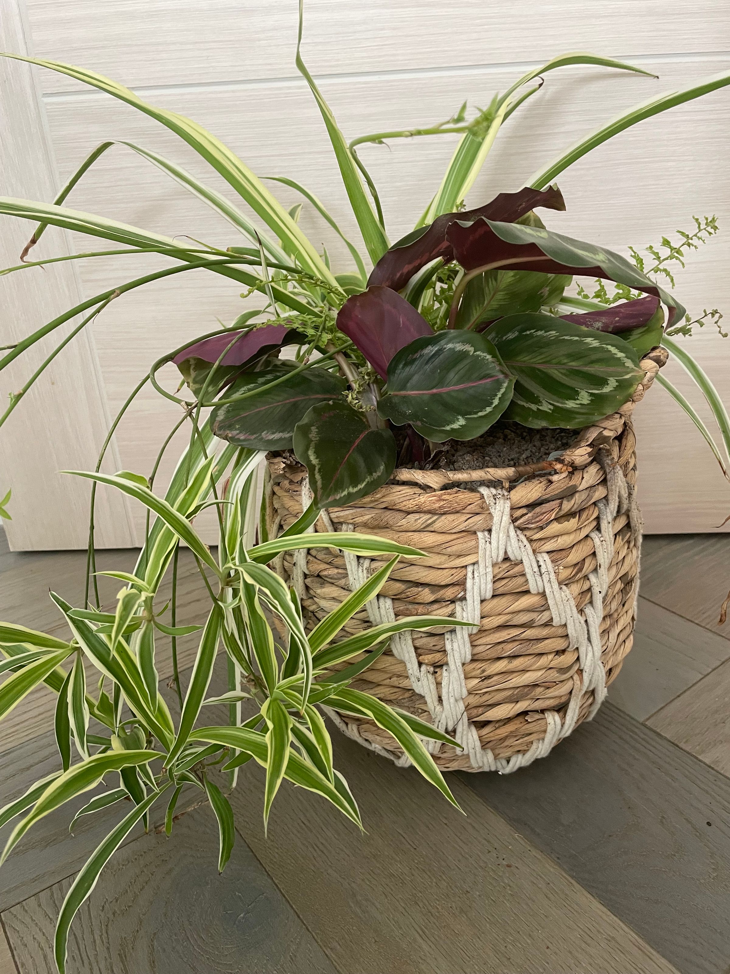Botanica Garden Design's image