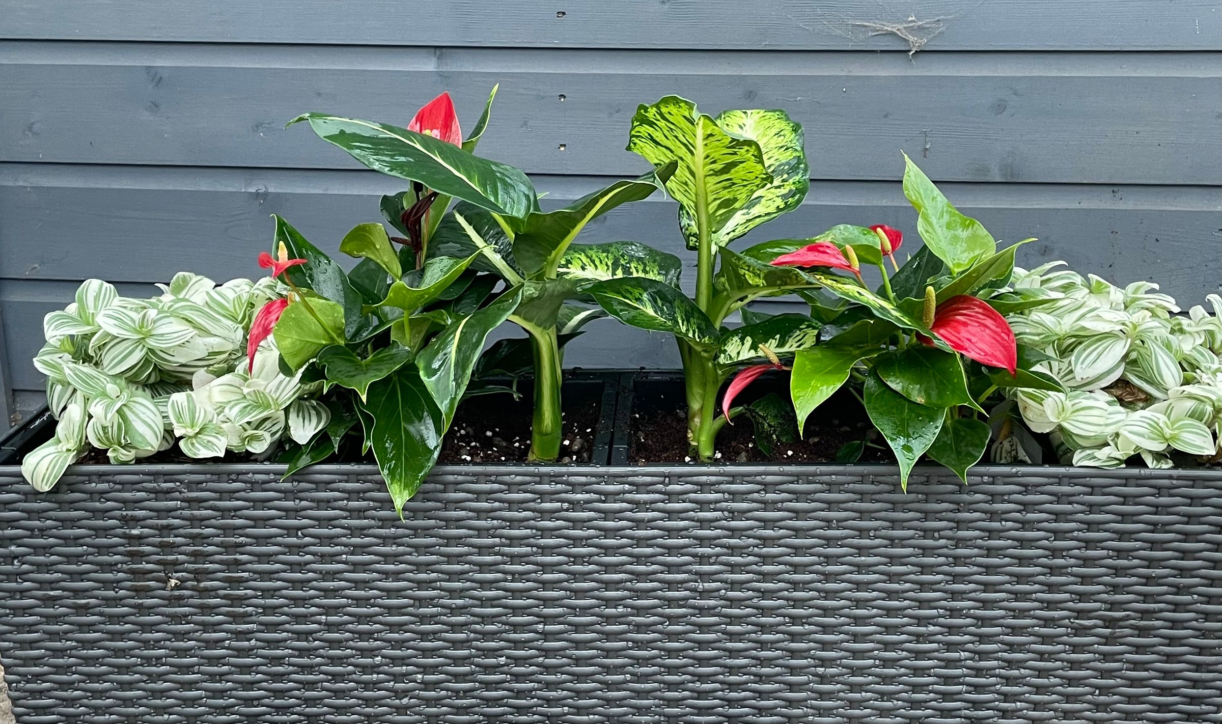 Botanica Garden Design's image