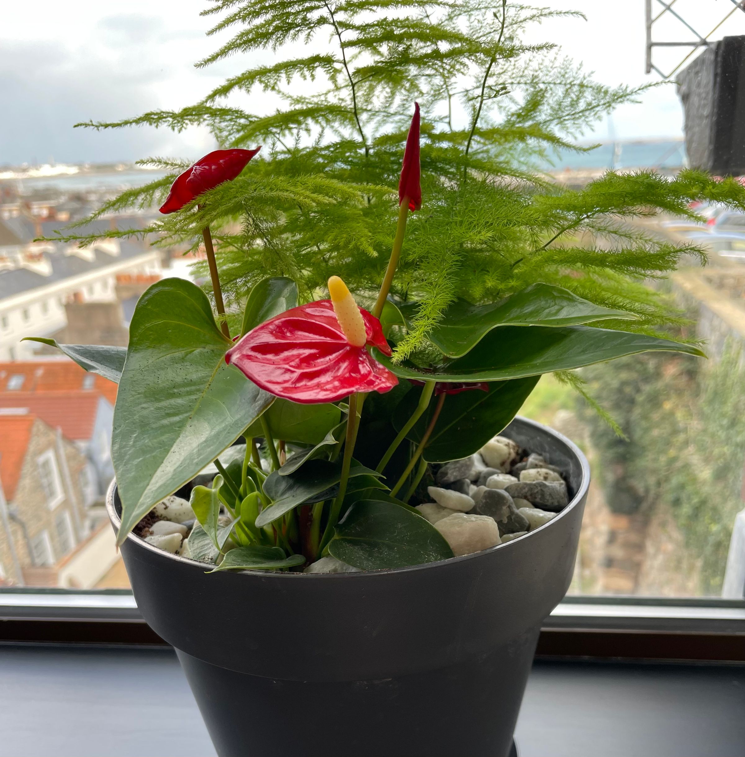 Botanica Garden Design's image