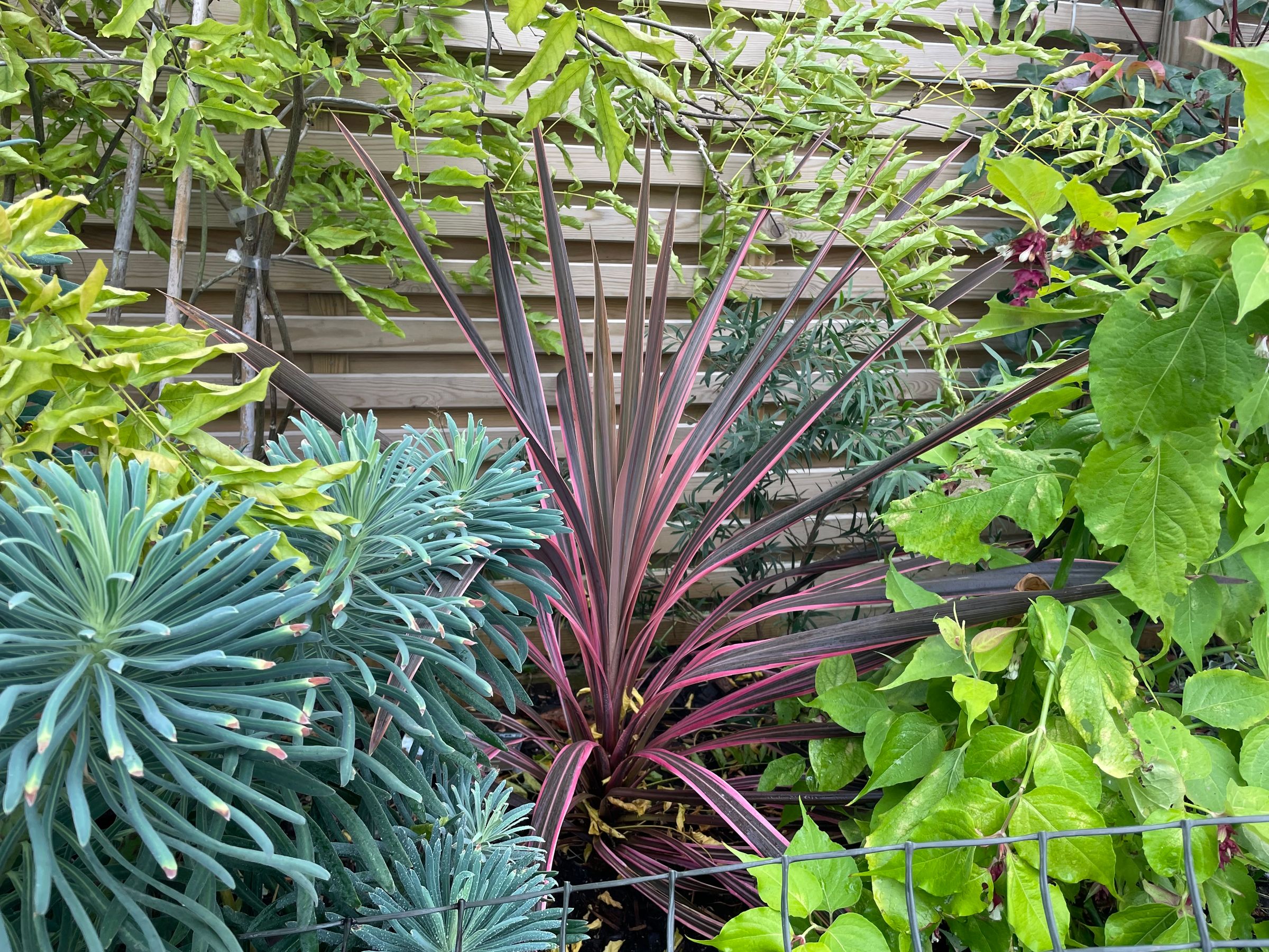 Botanica Garden Design's image