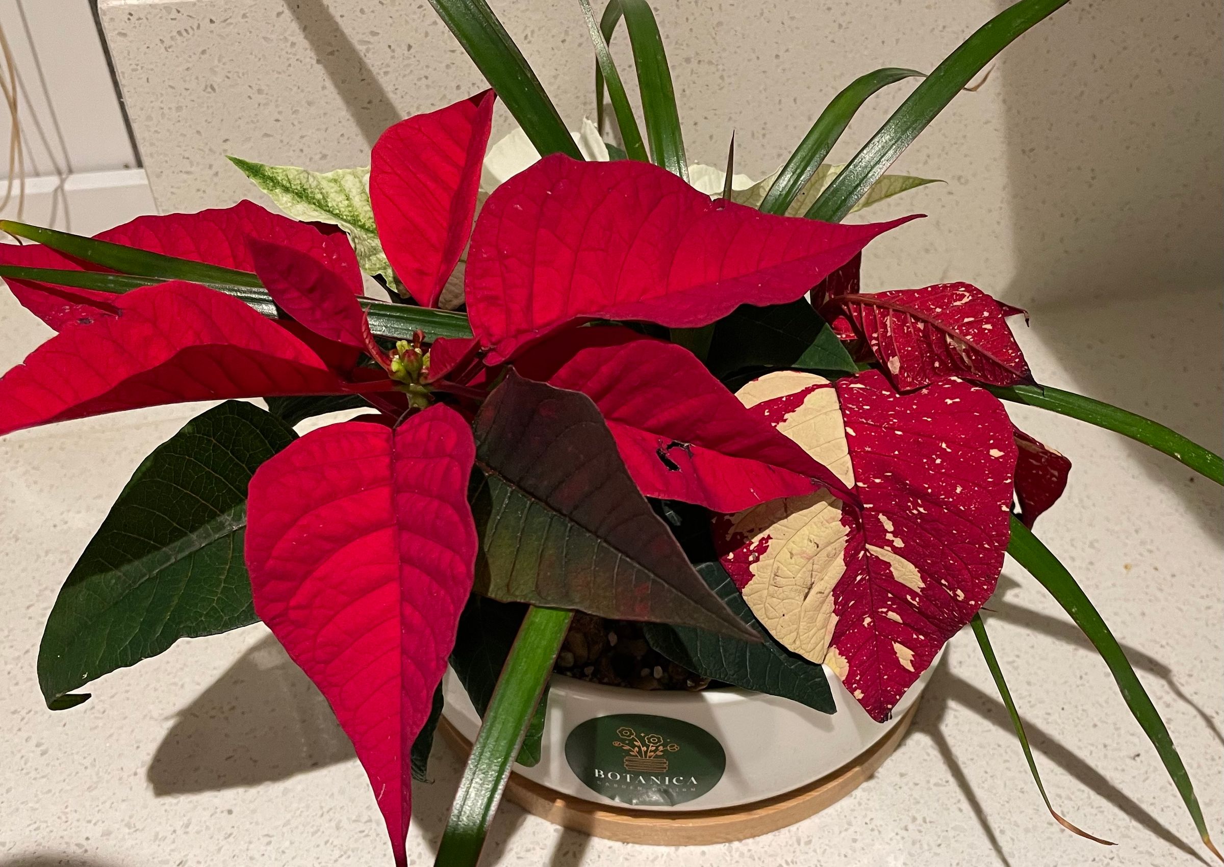 Botanica Garden Design's image