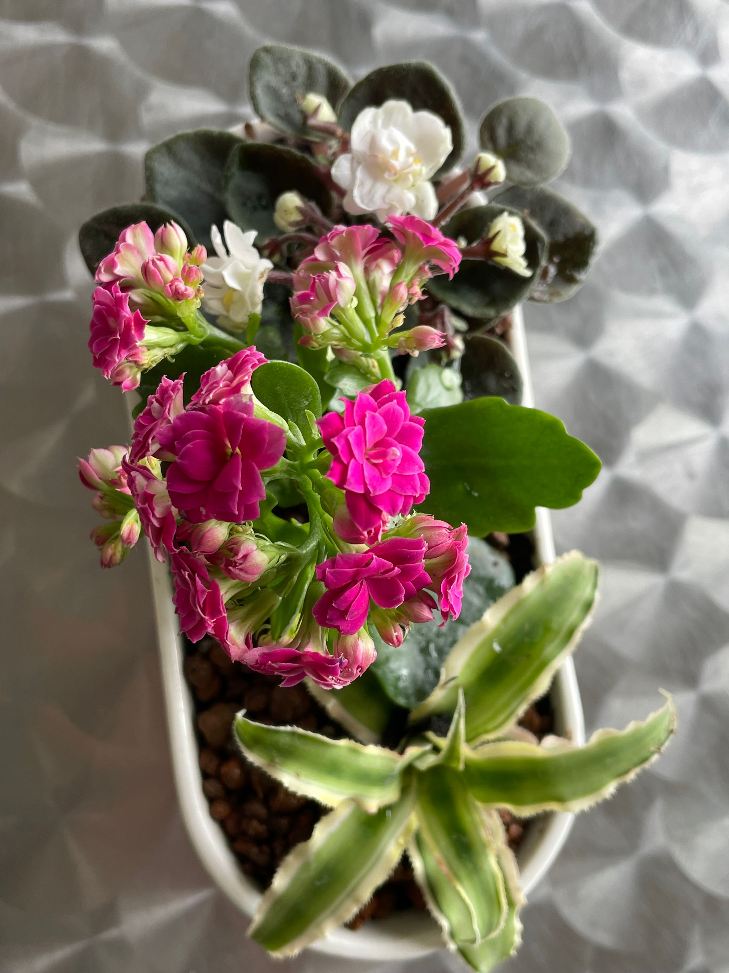 Botanica Garden Design's image