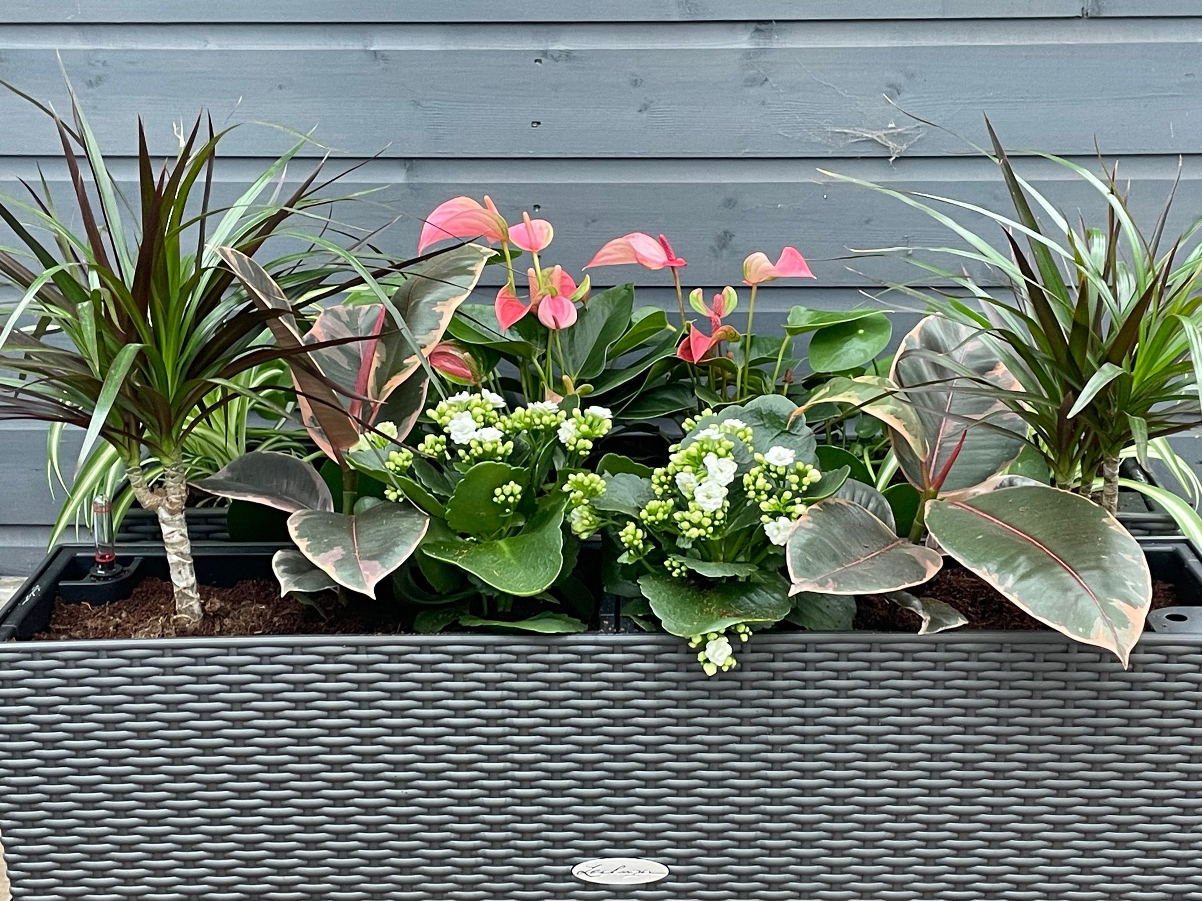 Botanica Garden Design's image