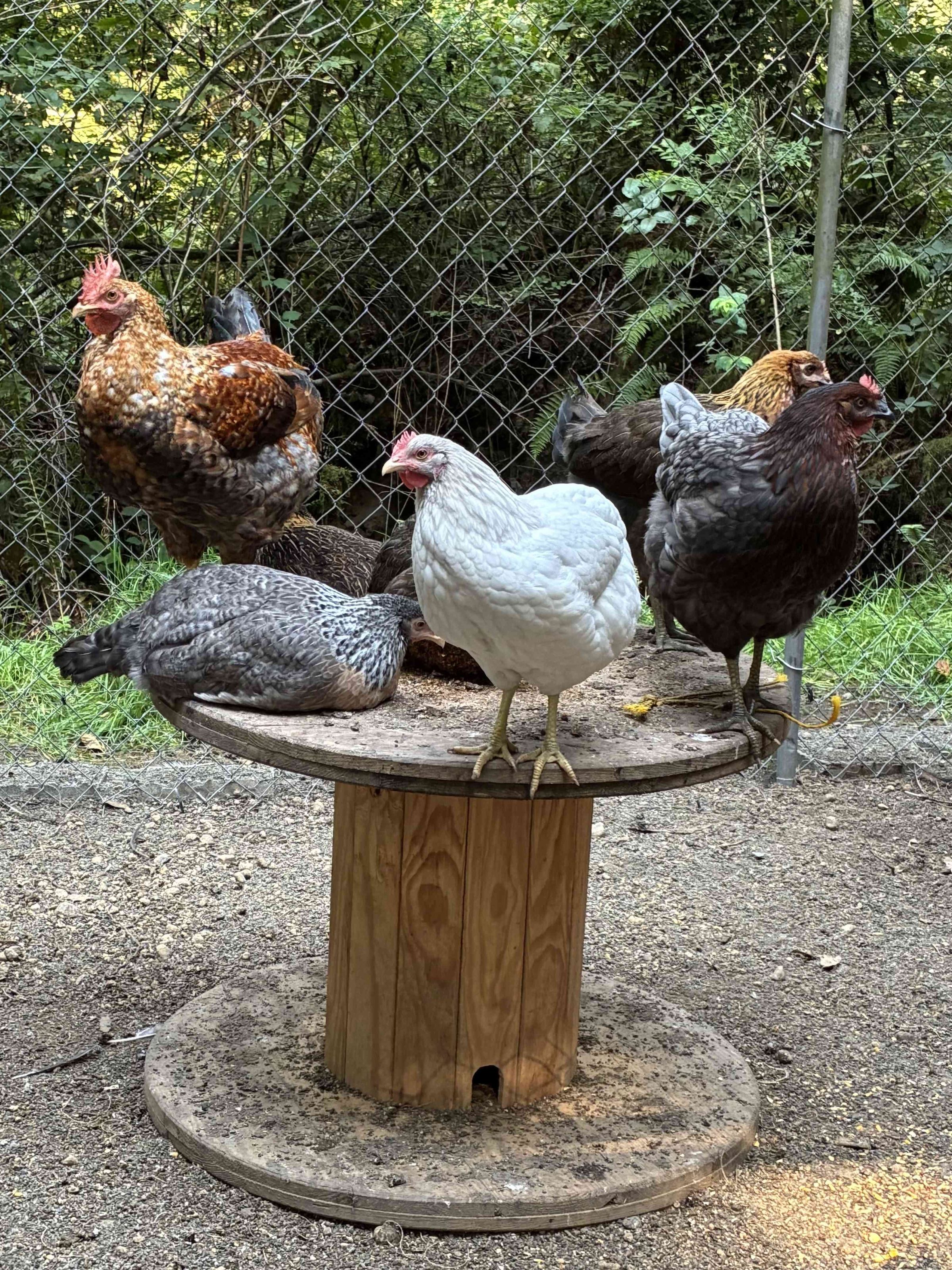 Charlie’s Chick N’ Feed's image