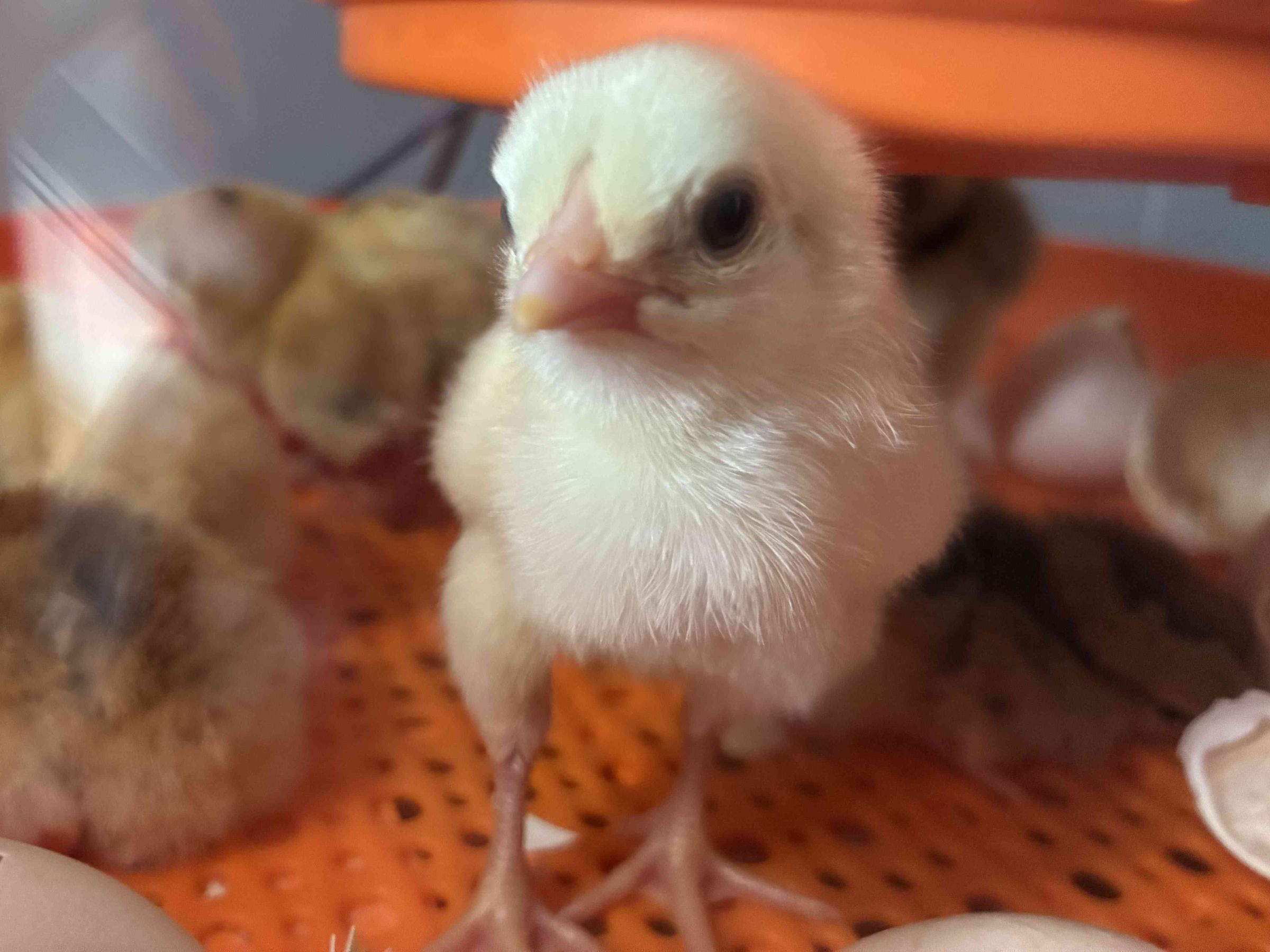 Charlie’s Chick N’ Feed's image