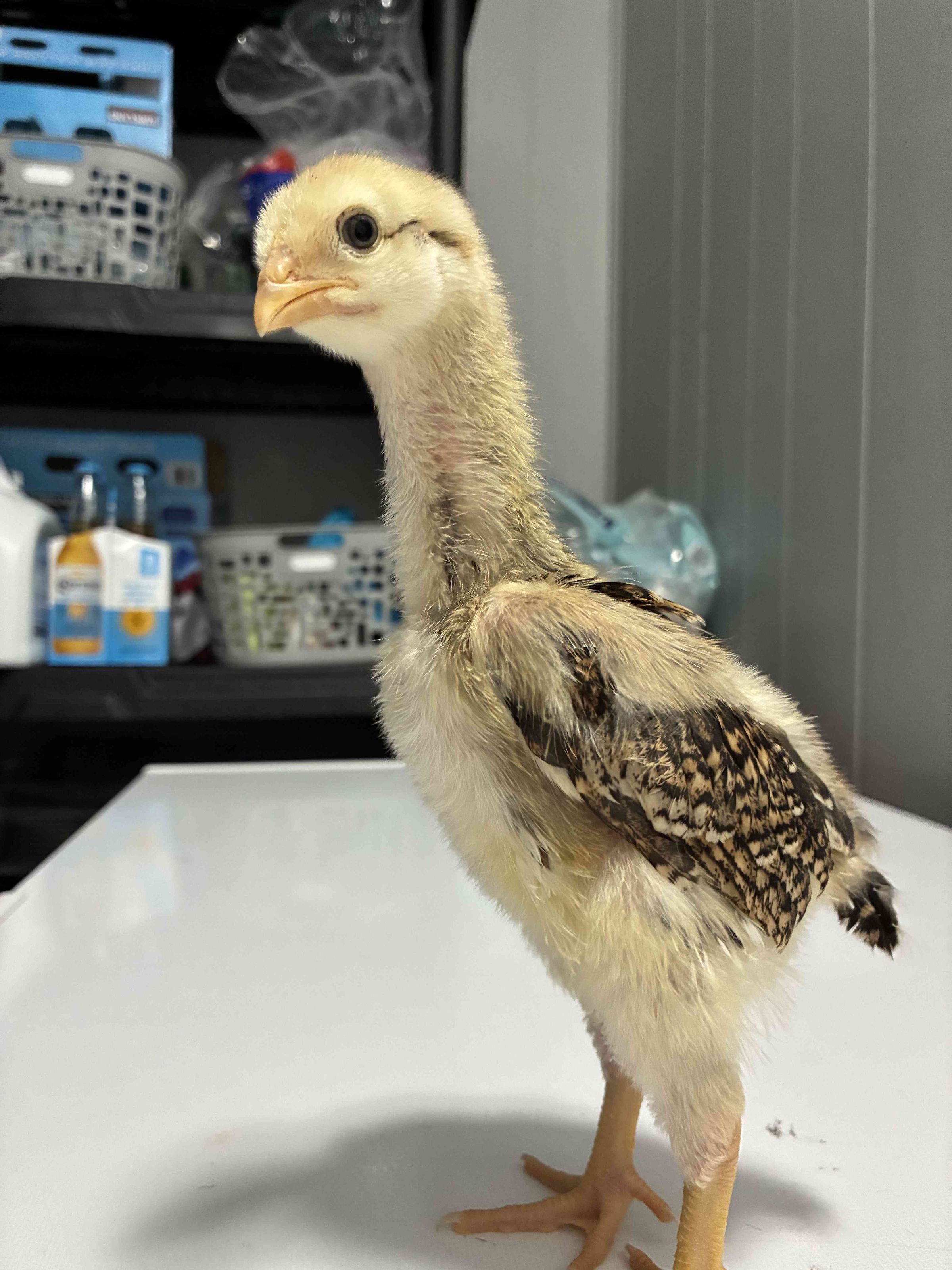 Charlie’s Chick N’ Feed's image