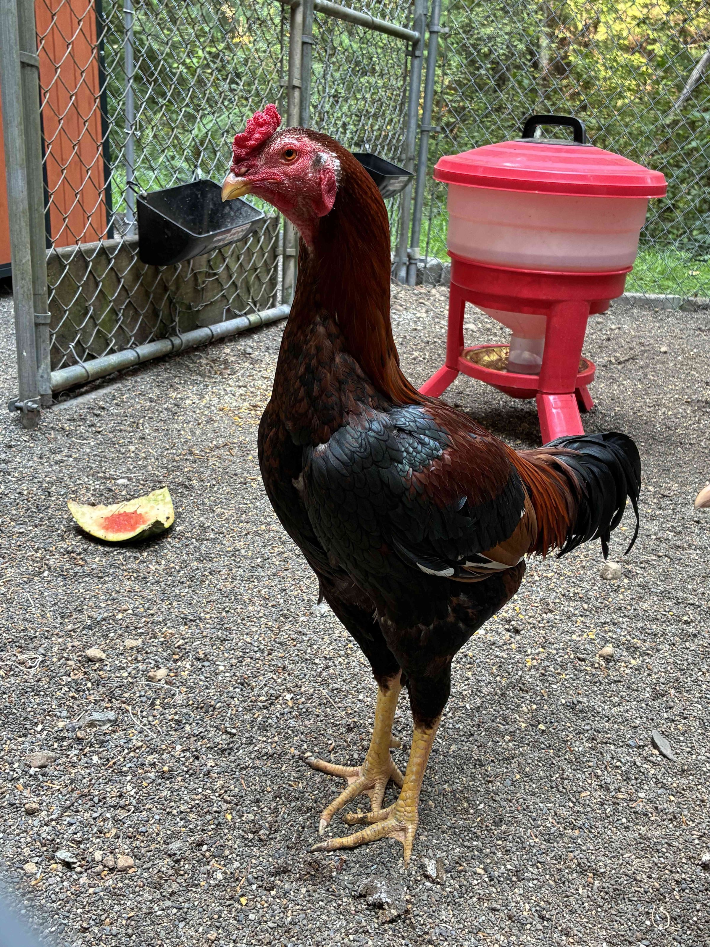 Charlie’s Chick N’ Feed's image