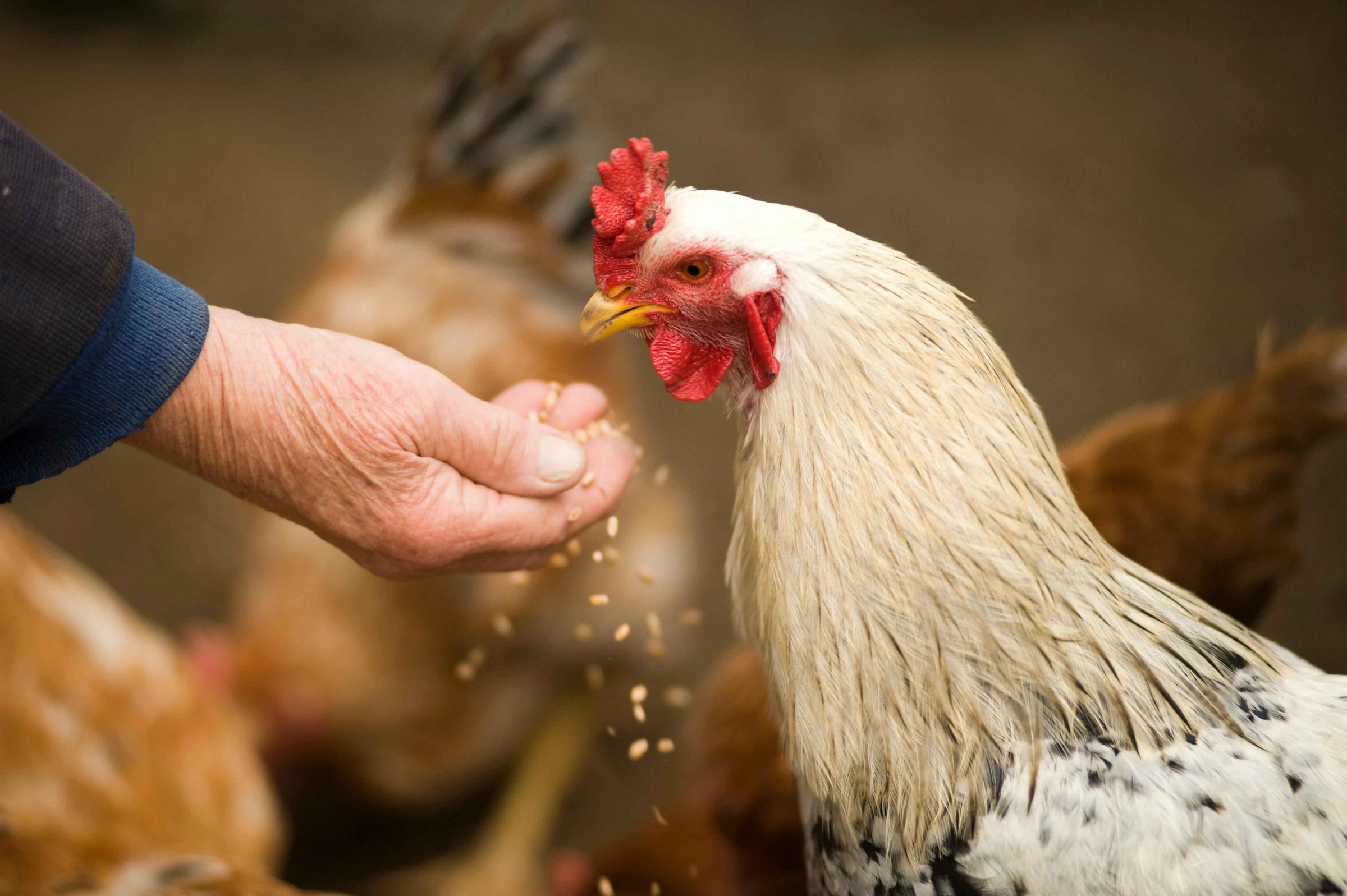 Charlie’s Chick N’ Feed's image