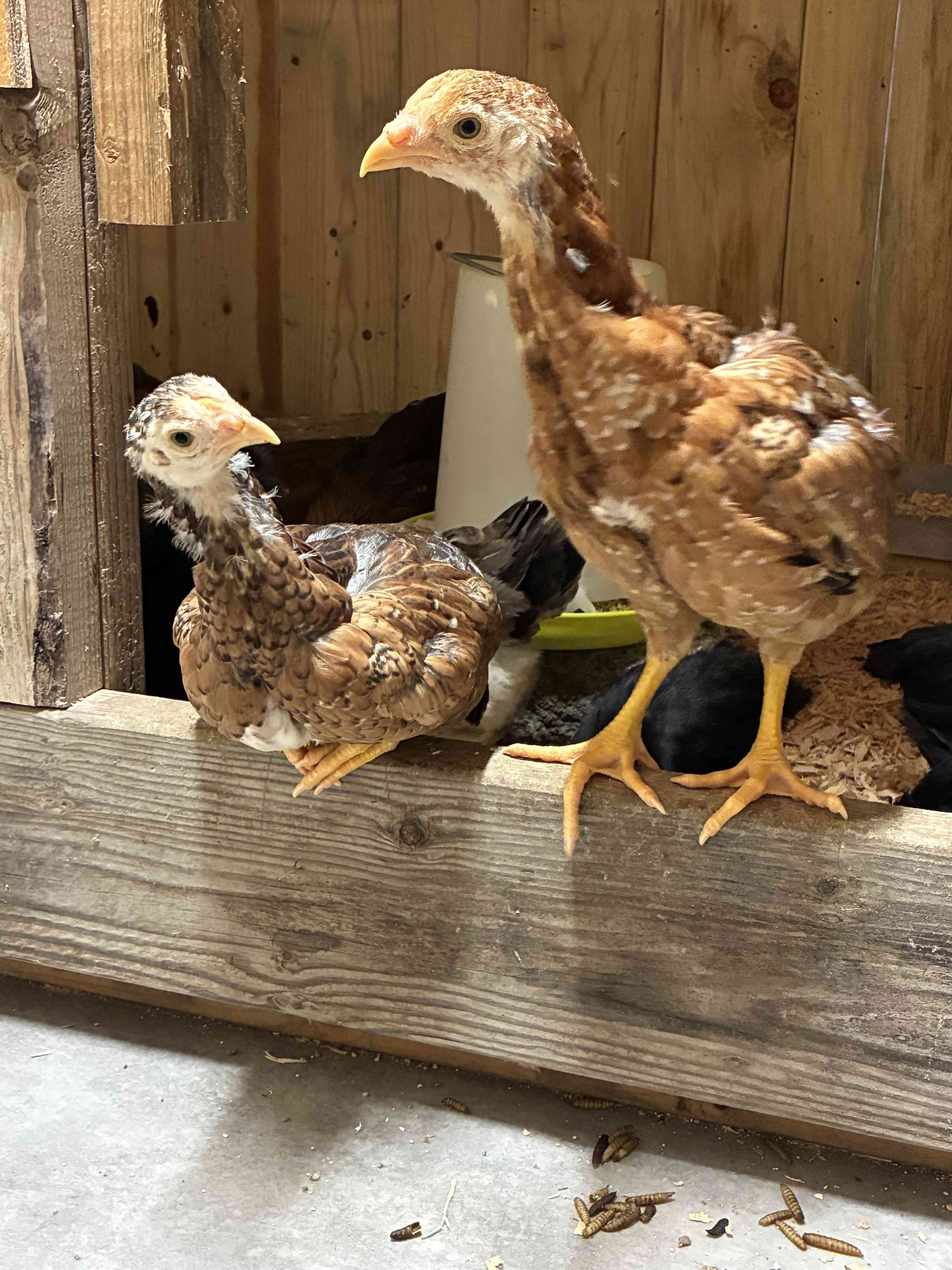 Charlie’s Chick N’ Feed's image